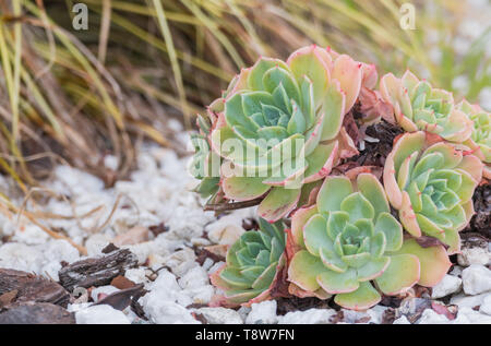 Echevaria Pflanzen in einem Garten mit weißem Kies um Stockfoto