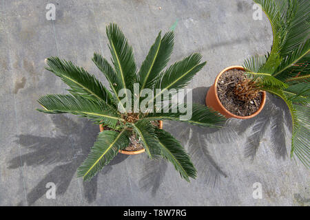 Endemische Palme im Topf von oben auf Mallorca, Spanien. Stockfoto