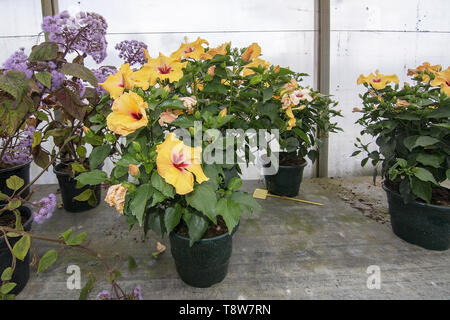 Yellow Hibiscus Blumen im Gewächshaus in Töpfen in Mallorca, Spanien. Stockfoto