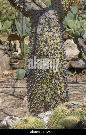 Chorisia Baumstamm mit aggressiv spitzen Dornen closeup Makro Foto Stockfoto