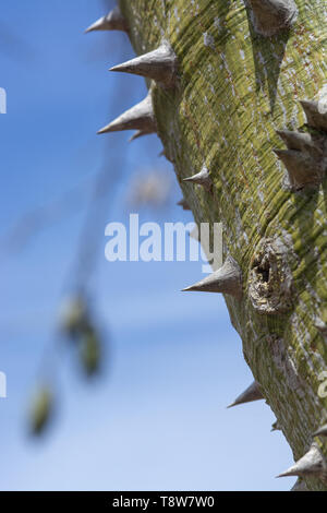 Chorisia Baumstamm mit aggressiv spitzen Dornen closeup Makro Foto Stockfoto