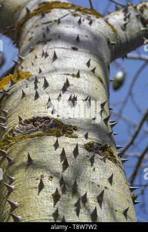 Chorisia Baumstamm mit aggressiv spitzen Dornen closeup Makro Foto Stockfoto