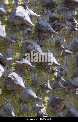 Chorisia Baumstamm mit aggressiv spitzen Dornen closeup Makro Foto Stockfoto