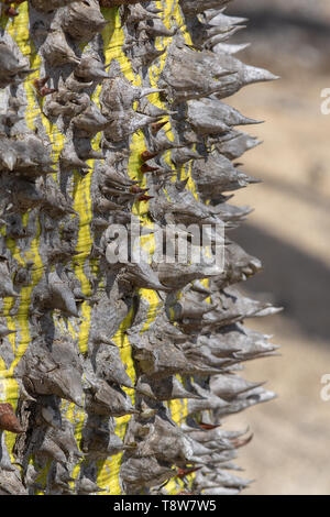 Chorisia Baumstamm mit aggressiv spitzen Dornen closeup Makro Foto Stockfoto