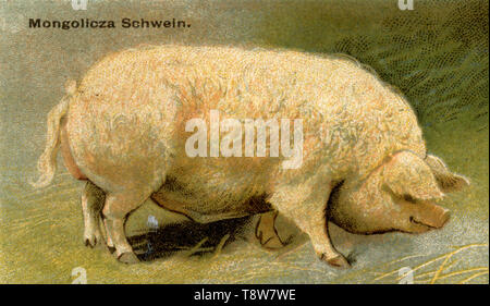 Hausschwein, Schwein Rasse: mangalitza Mangalica Schwein, Sus scrofa domesticus, (landwirtschaftliche Buch, 1898) Stockfoto