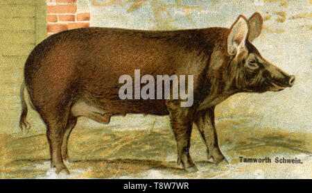 Hausschwein, Schweinefleisch Rasse: Tamworth Schwein, Sus scrofa domesticus, (landwirtschaftliche Buch, 1898) Stockfoto