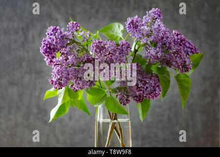 Blumenstrauß aus Lila Flieder in glass vase auf grauem Hintergrund Stockfoto