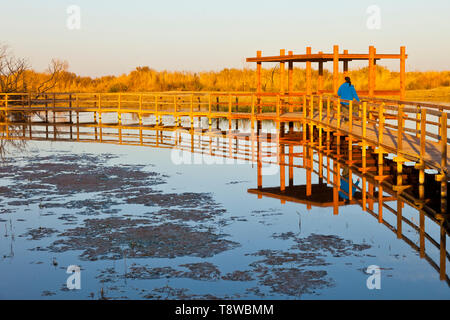 Reserva Natural del Humedal de Azraq. Jordanien, Oriente Medio Stockfoto