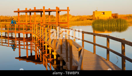 Reserva Natural del Humedal de Azraq. Jordanien, Oriente Medio Stockfoto