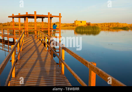 Reserva Natural del Humedal de Azraq. Jordanien, Oriente Medio Stockfoto