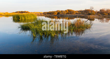 Reserva Natural del Humedal de Azraq. Jordanien, Oriente Medio Stockfoto