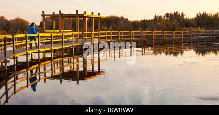 Reserva Natural del Humedal de Azraq. Jordanien, Oriente Medio Stockfoto