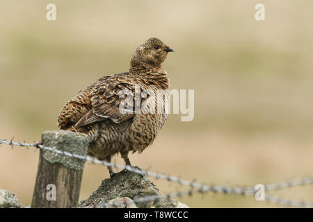 Eine schöne seltene Weibliche, Birkhuhn Tetrao tetrix, stehend auf einer Steinmauer in der Heide mit einem schütteln. Stockfoto