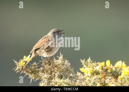 Eine hübsche Dunnock, Phasianus colchicus, thront auf einem blühenden Ginster Bush singen. Stockfoto