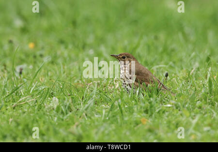 Eine atemberaubende Song Thrush Turdus philomelos, Jagd im Gras. Stockfoto