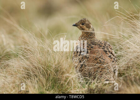 Eine schöne seltene Weibliche, Birkhuhn Tetrao tetrix, in der Mauren, stehend auf einem dunklen Tag. Stockfoto