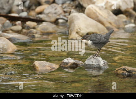 Ein niedliches Baby Wasseramsel Cinclus cinclus, stehend auf einem Felsen in der Mitte von einem Fluss. Er wartet auf seine Eltern zurück zu kommen und sie zu füttern. Stockfoto