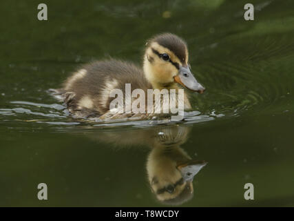 Ein niedliches Mallard Entlein, Anas platyrhynchos, Jagd in einem Fluss. Stockfoto