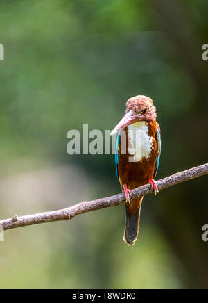 White-throated Kingfisher (Halcyon smyrnensis) gehockt Stockfoto