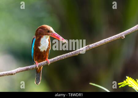White-throated Kingfisher (Halcyon smyrnensis) gehockt Stockfoto