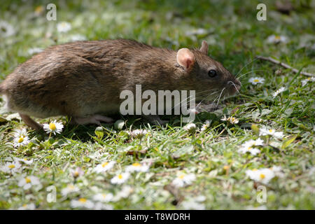 Braune Ratte, die bei natürlichem Tageslicht zwischen Gras und Frühlingsgänzlingen auf der Suche ist und das Verhalten der urbanen Tierwelt im Detail zeigt. Stockfoto