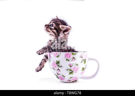 Wenig tabby Kätzchen in großen weißen Schale Stockfoto