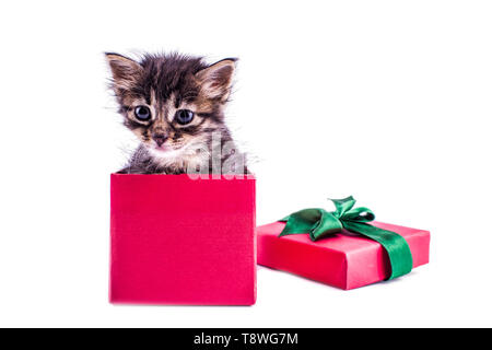 Wenig tabby Kätzchen in roter Geschenkbox mit Schleife Stockfoto