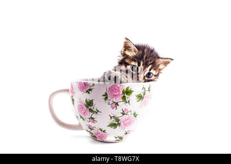 Wenig tabby Kätzchen in großen weißen Schale Stockfoto