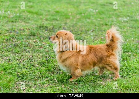 Kleine niedliche Mischling brauner Hund mit kurzen Beinen stehend auf frische grüne Gras mit weißen Blüten. Frühlingstag an einem Park. Stockfoto