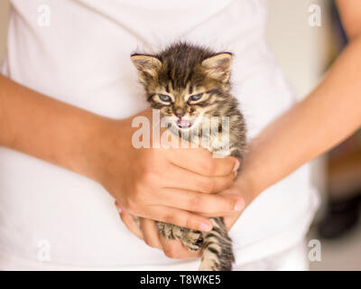 Sehr wenig tabby Kitten in den Händen. Meow schreiende Katze Stockfoto