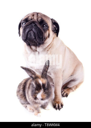 Hund Mops und tricolor Kaninchen auf weißem Hintergrund Stockfoto