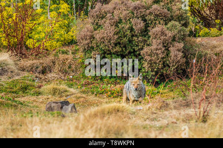 Simien Wolf (Canis simensis) in Bale Berge Stockfoto