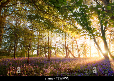 Atemberaubende bluebell Woodland bei Sonnenaufgang in England. Wild blau und lila Blüten Anzeige im Mai Frühling im Wald mit Buche Stockfoto