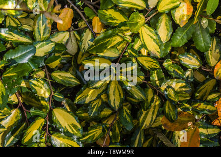 Elaeagnus pungens 'Maculata'. Eine bunte Strauch, der sehr wenig Aufmerksamkeit. Stockfoto