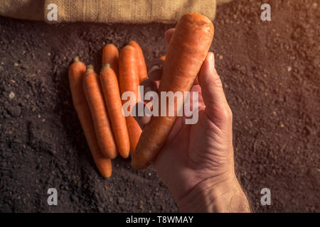 Hand geerntet Karotte Wurzelgemüse, erntete, organische homegrown produzieren Stockfoto