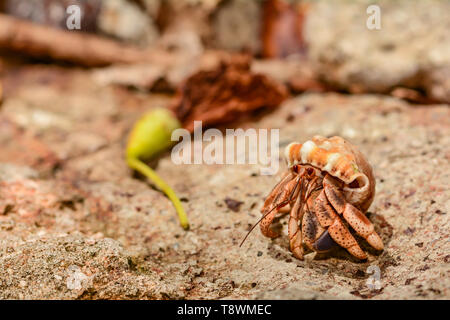 Karibik Land Hermit Crab (coenobita Clypeatus) Stockfoto