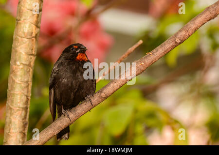 Lesser Antillen Gimpel (Loxigilla noctis) Stockfoto