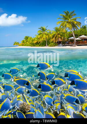 Tropische Landschaft in Malediven Insel, Ari Atoll Stockfoto