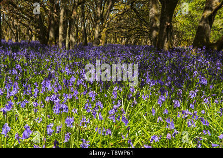 Ruthven Bluebell Wood am Ufer des Flusses Isla, Angus, Schottland. Stockfoto
