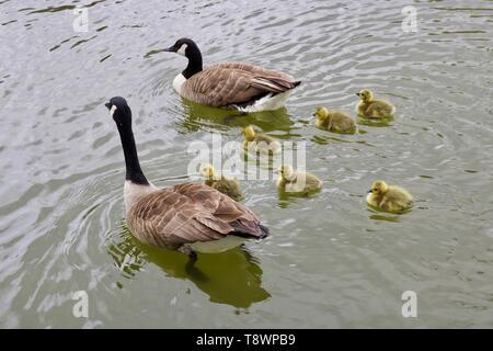 Zwei Gänse und 5 Gänschen schwimmen in ruhigem Wasser Stockfoto