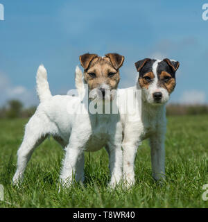 Jack Russel terrier Stockfoto