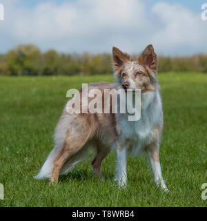 Border-collie Stockfoto