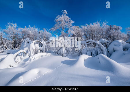 Winterlandschaft tief im Schnee mit Bäumen und blauer Himmel Stockfoto