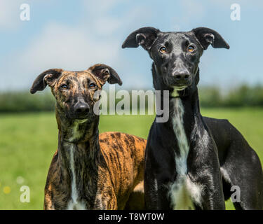 Spanischen galgos Hunde Stockfoto