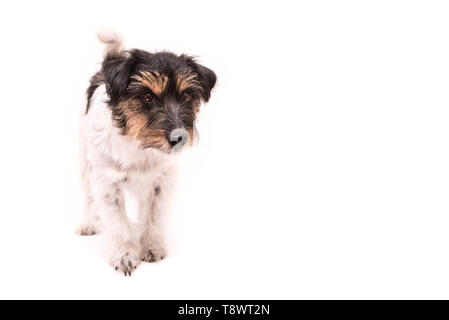 Jack Russell Terrier Hund steht und auf Weiß isoliert und ist seitlich auf der Suche Stockfoto