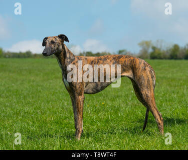 Spanischen galgos Hund Stockfoto