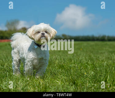 Shih Tzu Hund Stockfoto