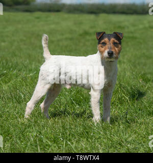 Jack Russell Terrier Hund Stockfoto