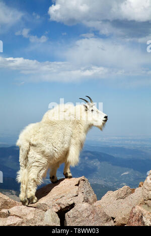 Bergziege in den Rocky Mountains von Colorado - Umwelt Portrait Stockfoto