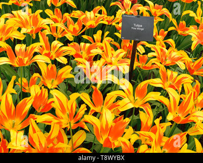 In tulip Show in Keukenhof Park April 2019 fotografiert, dicht bepflanzte Tulip macht eine lebendige zweifarbiges Display Stockfoto